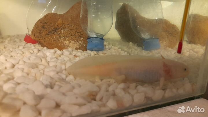 Аксолотль с аквариумом