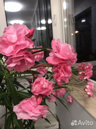 Олеандр махровый