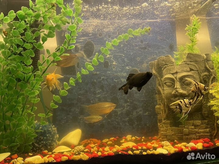 Аквариум