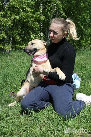 Добрая собака нуждается в доме