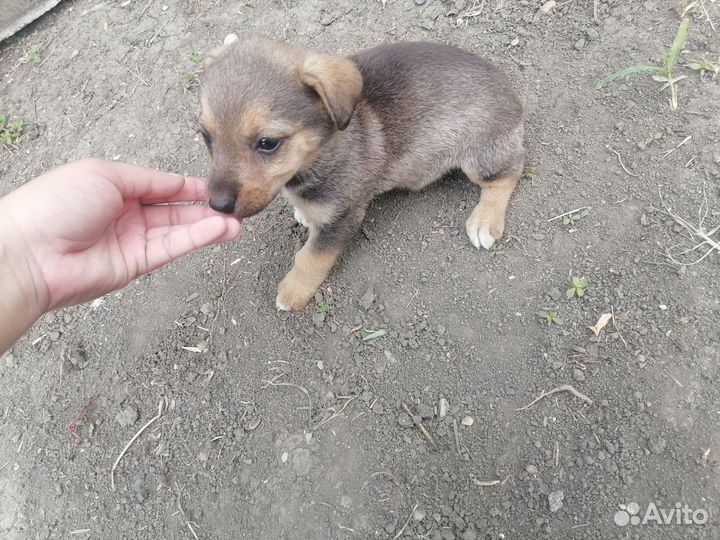 Щенок в добрые руки бесплатно