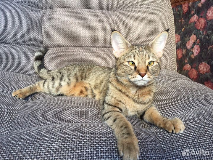 Домашняя передержка животных