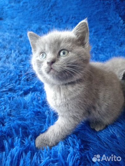 Шотландская