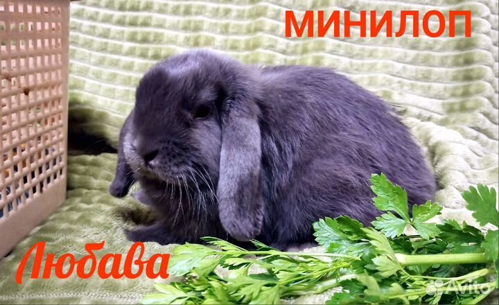 Карликовые кролики обычные и барашки видео