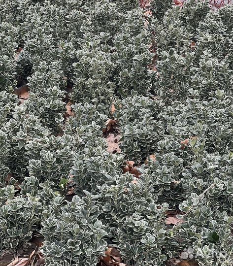 Бересклет вечно зеленый кустарник