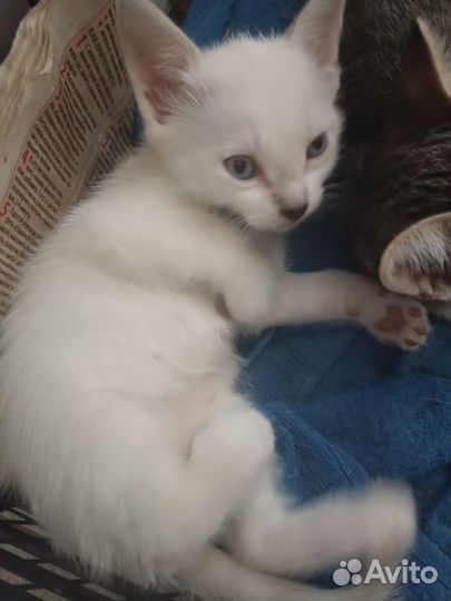 Кошка в дар