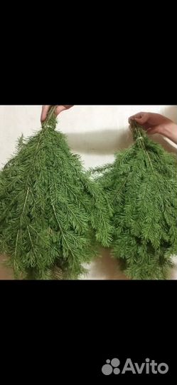 Виники пихтовые
