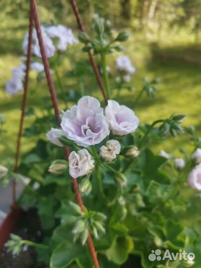 Пеларгония кусты и черенки