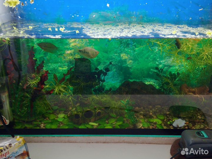 Аквариум с рыбками