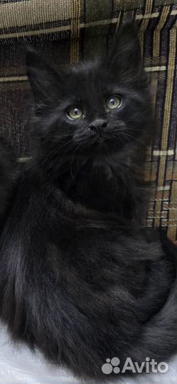 Мейн кун полидакт 6/6/6/6