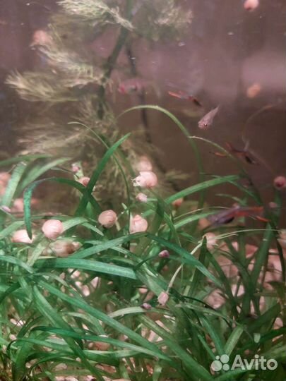 Улитки аквариумные Ампулярии