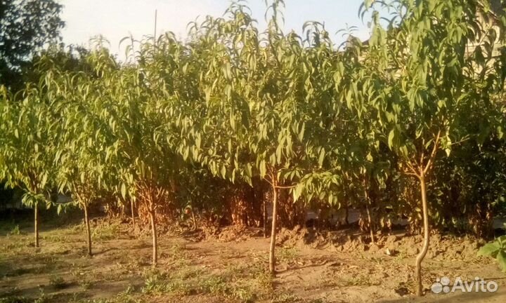 Осенний персик