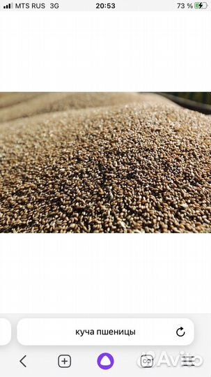 Пшеница по паю