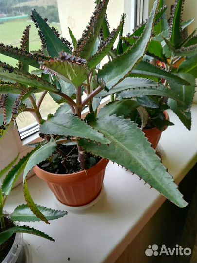 Каланхоэ Лечебный Дегремона - 