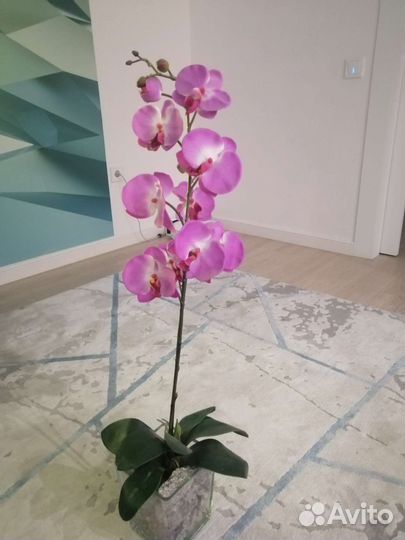 Орхидея фаленопсис