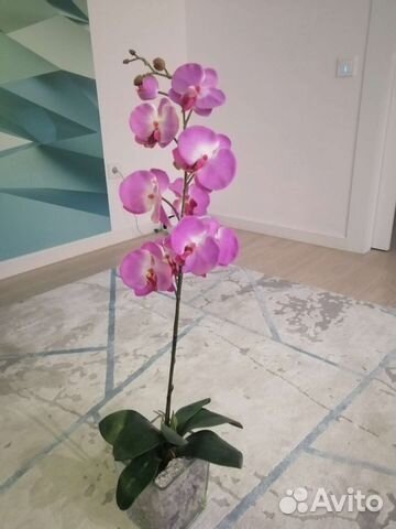 Орхидея фаленопсис