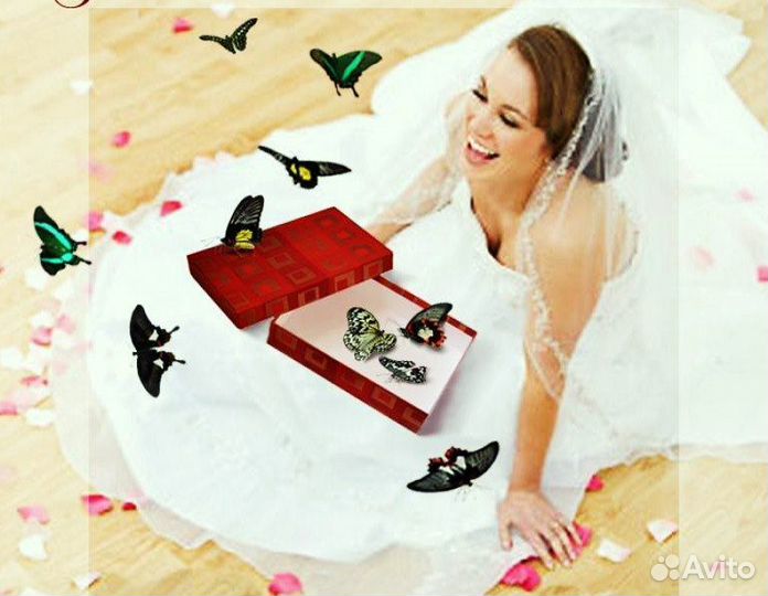 Франшиза Салюты из Живых Тропических Бабочек 2275