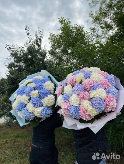 Голландские гортензии / Доставка цветов