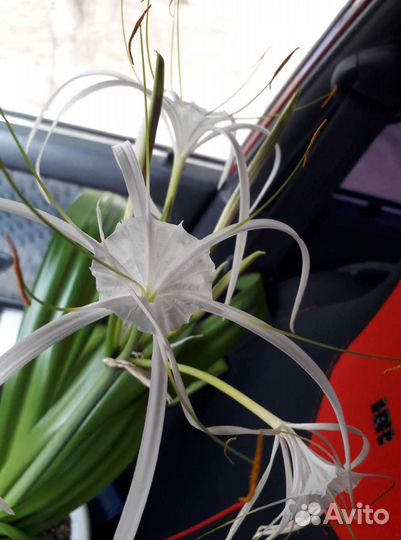 Гименокаллис карибский