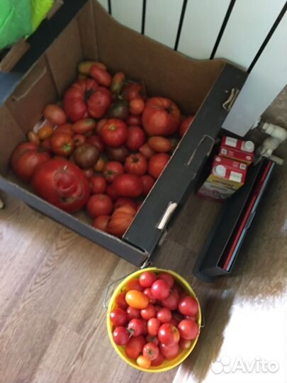 Помидоры домашние