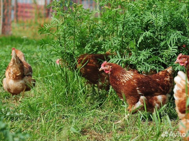 Куры Несушки / от 10 штук / с Бесплатной доставкой