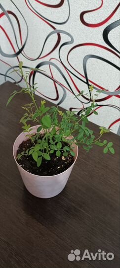 Роза комнатная