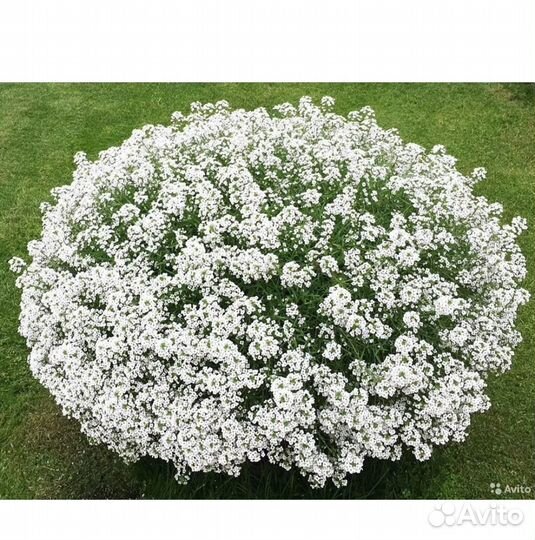 Продажа рассады цветов