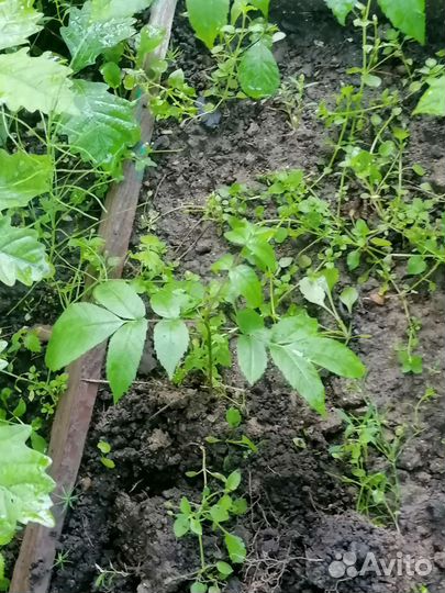 Манжурский орех