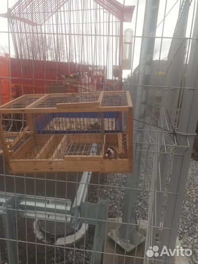 Птица щегол