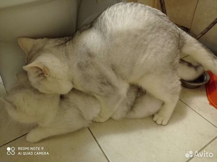 Вязка с котом