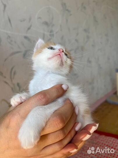 Отдам в добрые руки