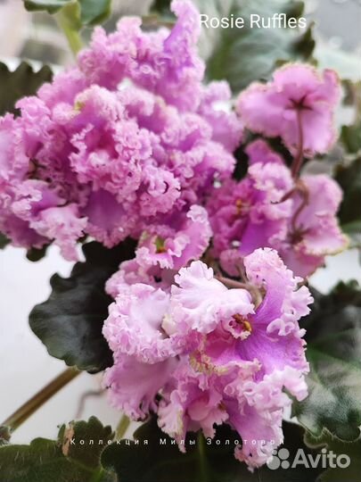 Сортовые фиалки