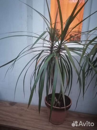 Пальма драцена