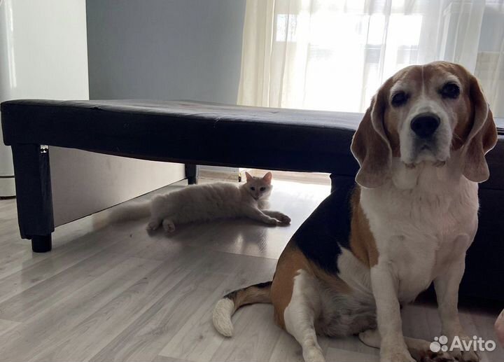 Домашняя передержка кошек и собак