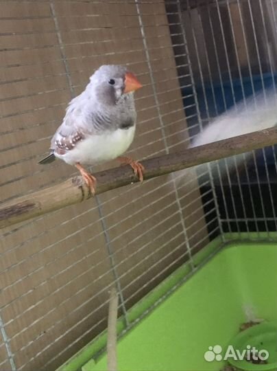 Зебровые амадины птенцы пара