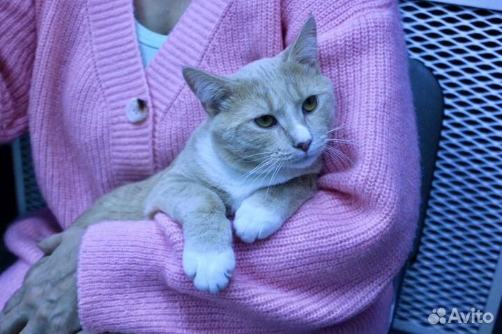 Рыжий котенок в добрые руки