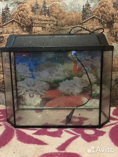 Рыбки и аквариумы