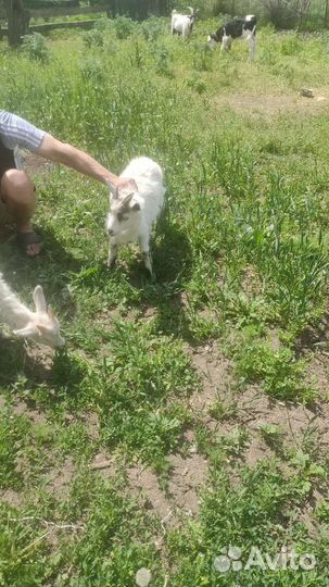 Козлики 2шт