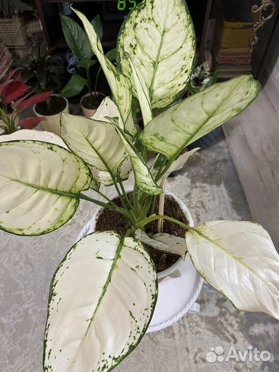 Комнатные растения цветы