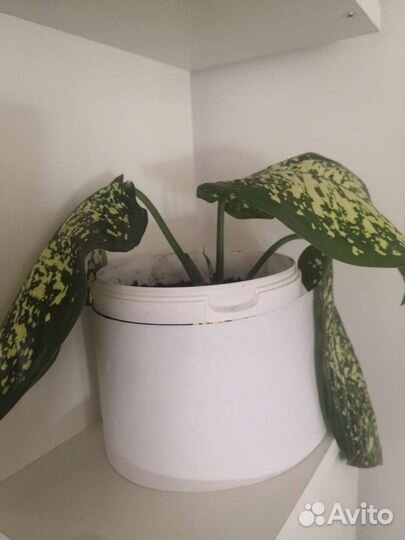 Диффенбахия