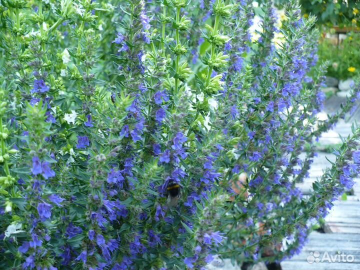 Иссоп лекарственный