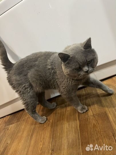 Кот британский