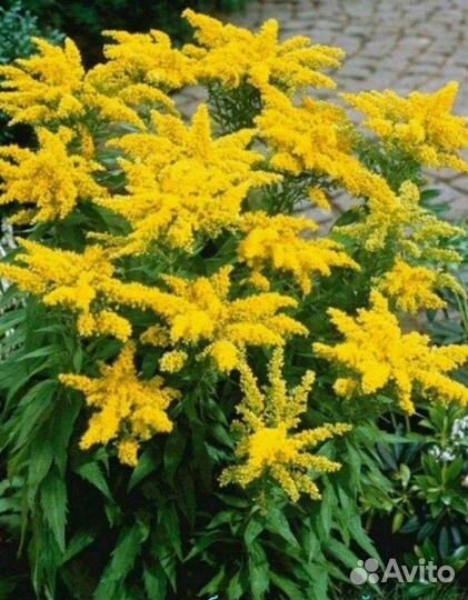 Рассада многолетних цветов