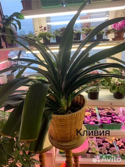 Комнатные цветы- разные