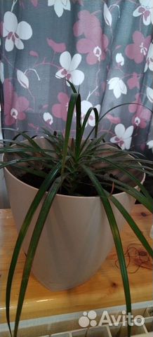 Пальма драцена