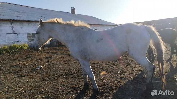 Продам лошадей