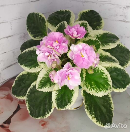 Детки сортовых фиалок