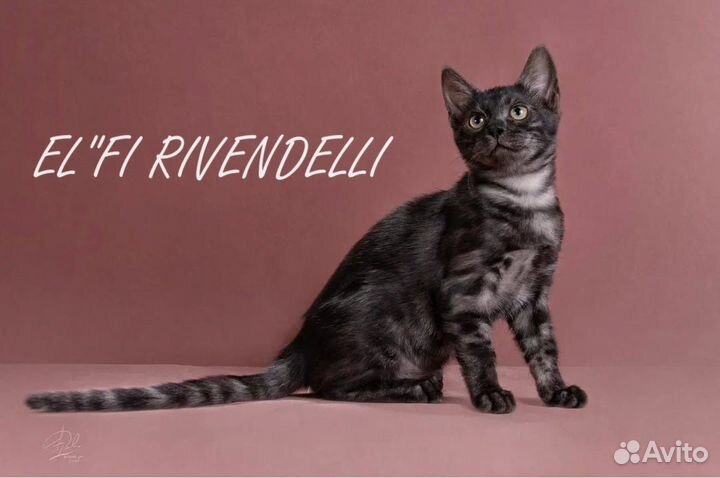 Продажа котят бенгалов