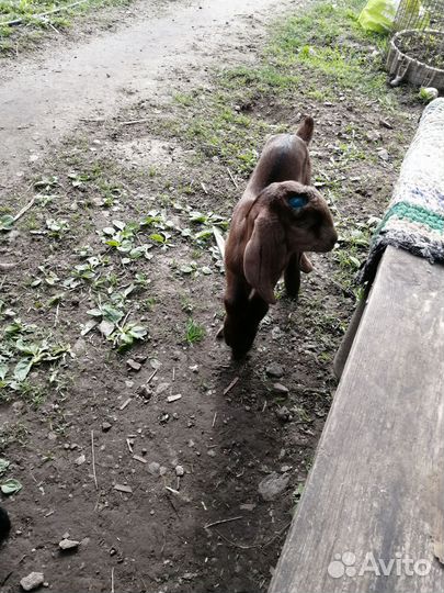 Козлята Нубо Камори