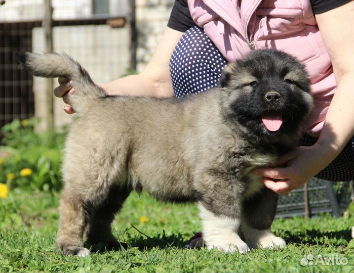 Кобель
